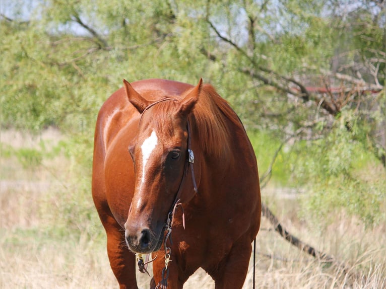 American Quarter Horse Gelding 14 years 15 hh Sorrel in Stephenville TX