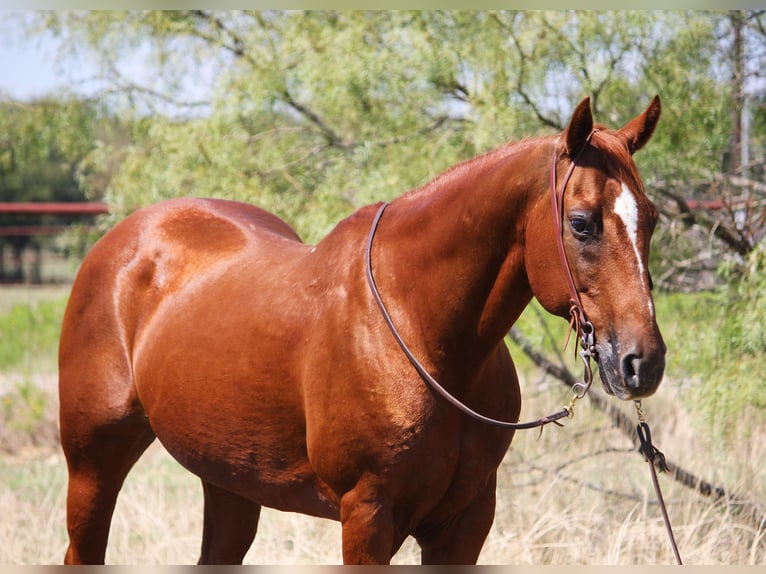 American Quarter Horse Gelding 14 years 15 hh Sorrel in Stephenville TX