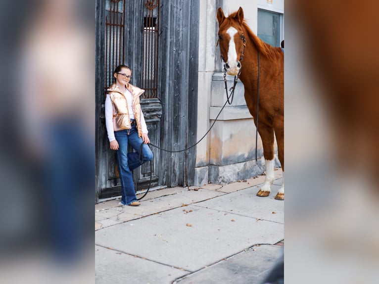 American Quarter Horse Gelding 14 years 15 hh Sorrel in Mt Hope Al