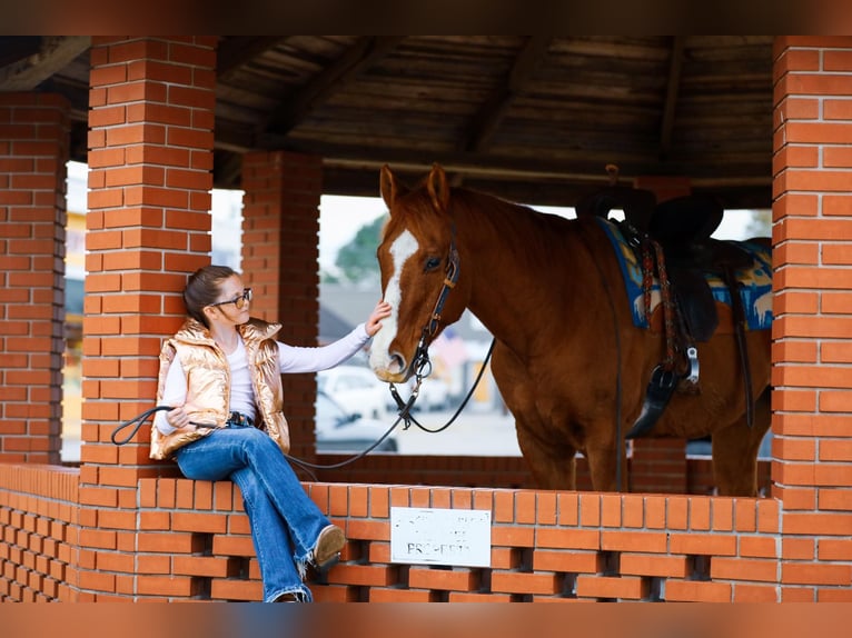 American Quarter Horse Gelding 14 years 15 hh Sorrel in Mt Hope Al