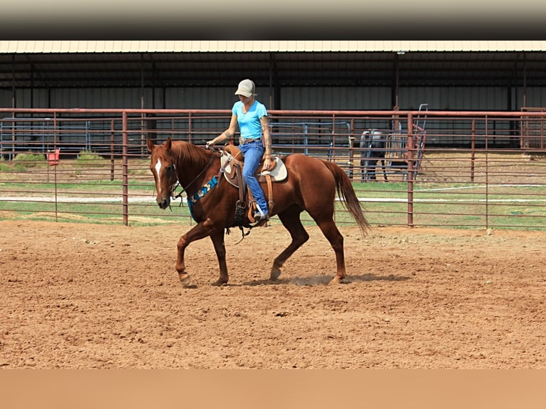 American Quarter Horse Gelding 14 years 15 hh Sorrel in Stephenville TX