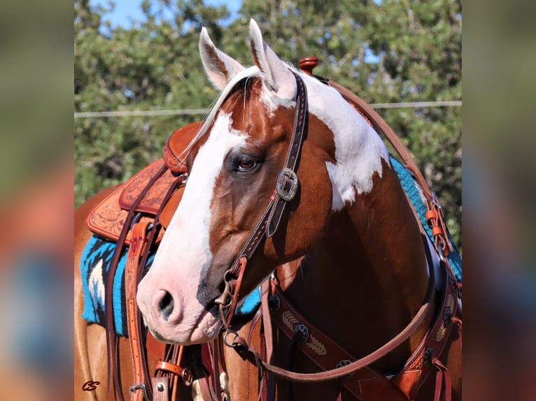 American Quarter Horse Gelding 14 years 15 hh Tobiano-all-colors in Jacksboro TX