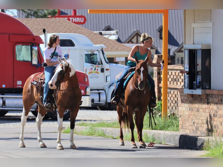 American Quarter Horse Gelding 14 years 15 hh Tobiano-all-colors in Jacksboro TX