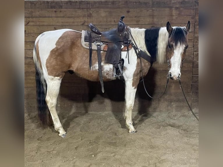 American Quarter Horse Gelding 14 years 15 hh Tobiano-all-colors in Fryburg