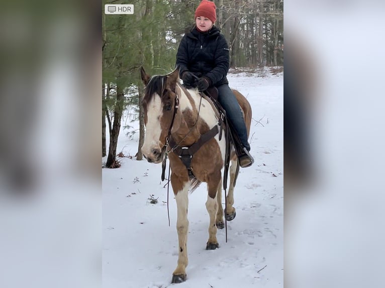 American Quarter Horse Gelding 14 years 15 hh Tobiano-all-colors in Fryburg