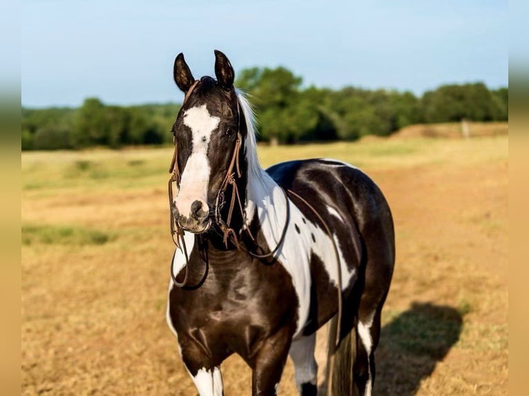 American Quarter Horse Gelding 14 years 15 hh Tobiano-all-colors in Lipan TX
