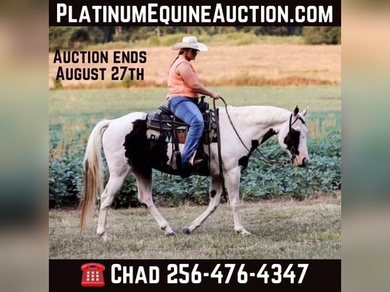 American Quarter Horse Gelding 14 years 15 hh Tobiano-all-colors in Mt Hope Al