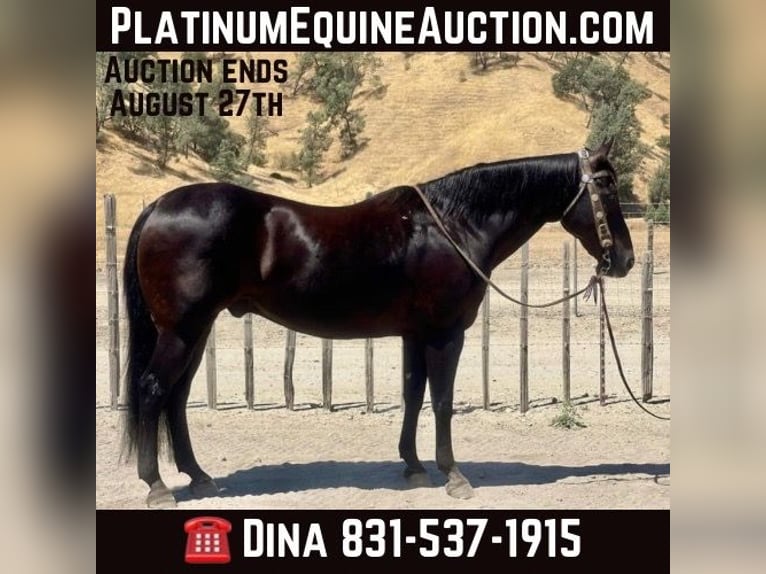 American Quarter Horse Gelding 14 years 15 hh in Paicines CA