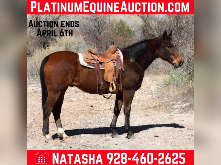 American Quarter Horse Gelding 14 years 15,1 hh Bay in Camp Verde AZ