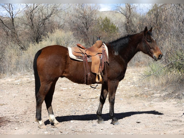 American Quarter Horse Gelding 14 years 15,1 hh Bay in Camp Verde AZ