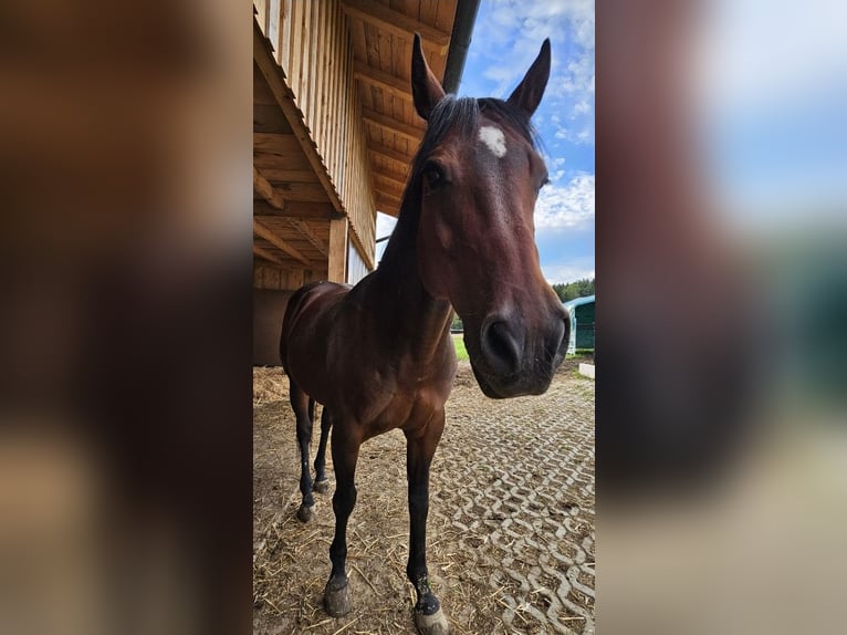 American Quarter Horse Gelding 14 years 15,1 hh Brown in Regen