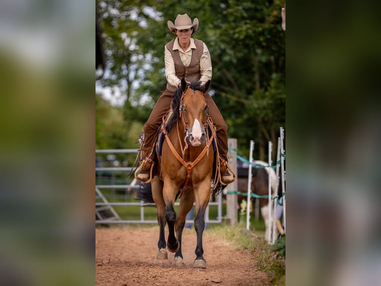 American Quarter Horse Gelding 14 years 15,1 hh Brown in Bad Neustadt an der Saale