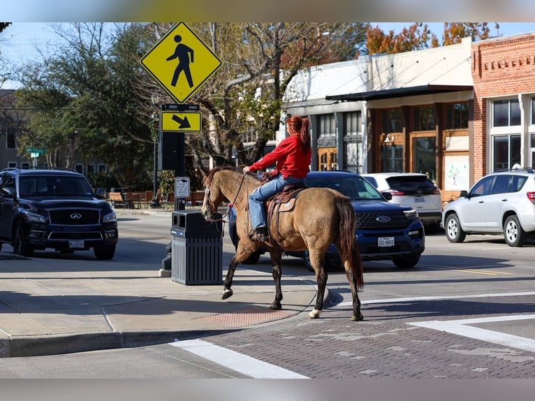 American Quarter Horse Gelding 14 years 15,1 hh Buckskin in Forney