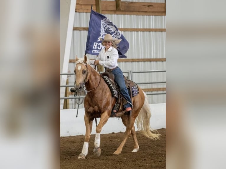 American Quarter Horse Gelding 14 years 15,1 hh Palomino in Borden