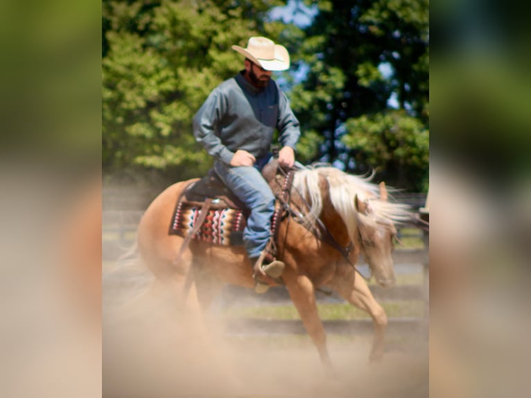 American Quarter Horse Gelding 14 years 15,1 hh Palomino in Borden