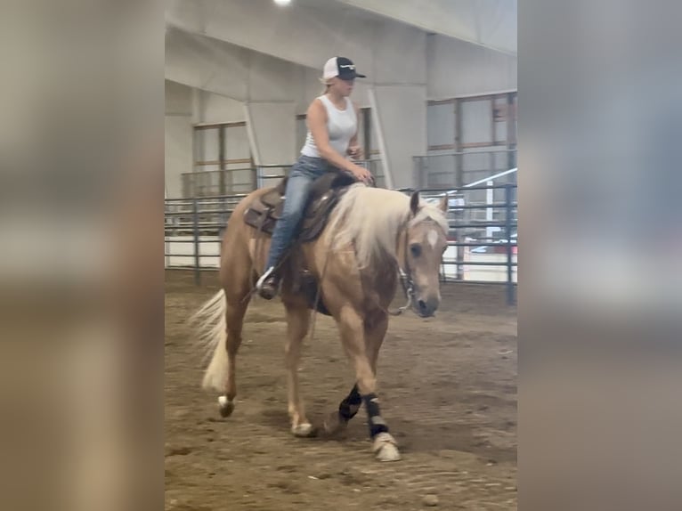 American Quarter Horse Gelding 14 years 15,1 hh Palomino in Borden