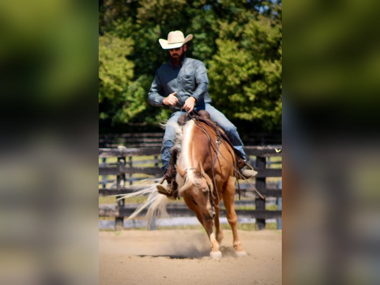 American Quarter Horse Gelding 14 years 15,1 hh Palomino in Borden