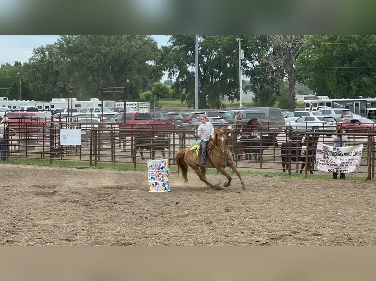 American Quarter Horse Gelding 14 years 15,1 hh Red Dun in Corsica