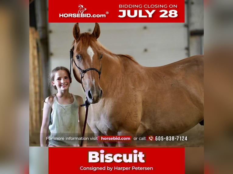 American Quarter Horse Gelding 14 years 15,1 hh Red Dun in Corsica