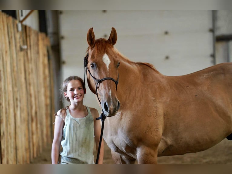 American Quarter Horse Gelding 14 years 15,1 hh Red Dun in Corsica