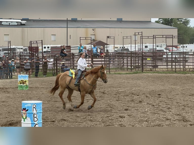 American Quarter Horse Gelding 14 years 15,1 hh Red Dun in Corsica