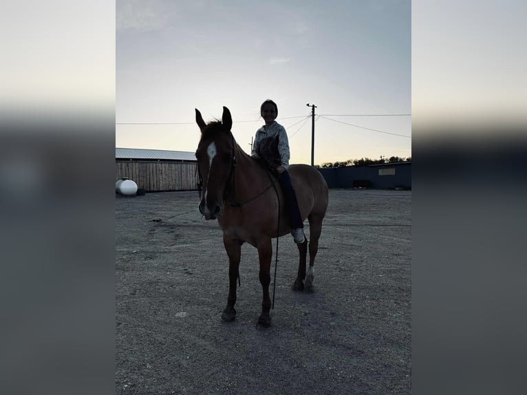 American Quarter Horse Gelding 14 years 15,1 hh Red Dun in Corsica