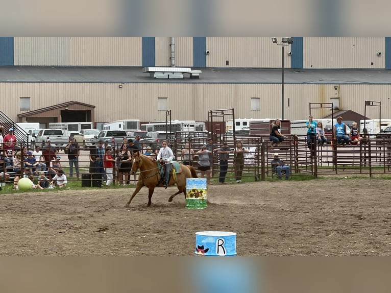 American Quarter Horse Gelding 14 years 15,1 hh Red Dun in Corsica