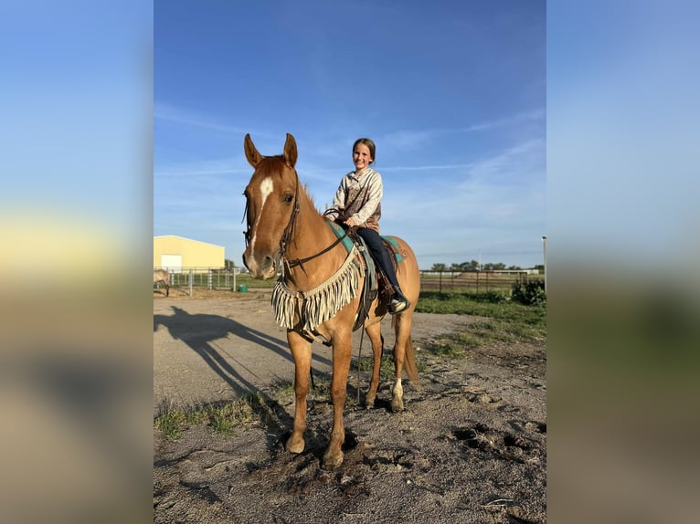 American Quarter Horse Gelding 14 years 15,1 hh Red Dun in Corsica