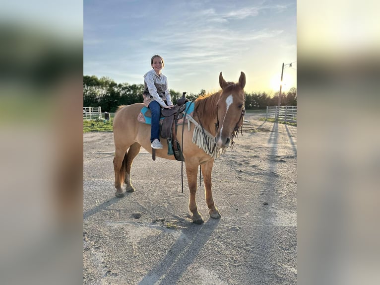 American Quarter Horse Gelding 14 years 15,1 hh Red Dun in Corsica
