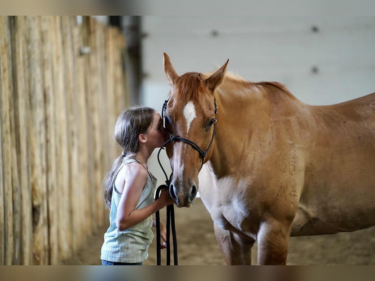 American Quarter Horse Gelding 14 years 15,1 hh Red Dun in Corsica