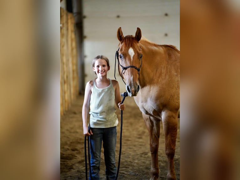 American Quarter Horse Gelding 14 years 15,1 hh Red Dun in Corsica