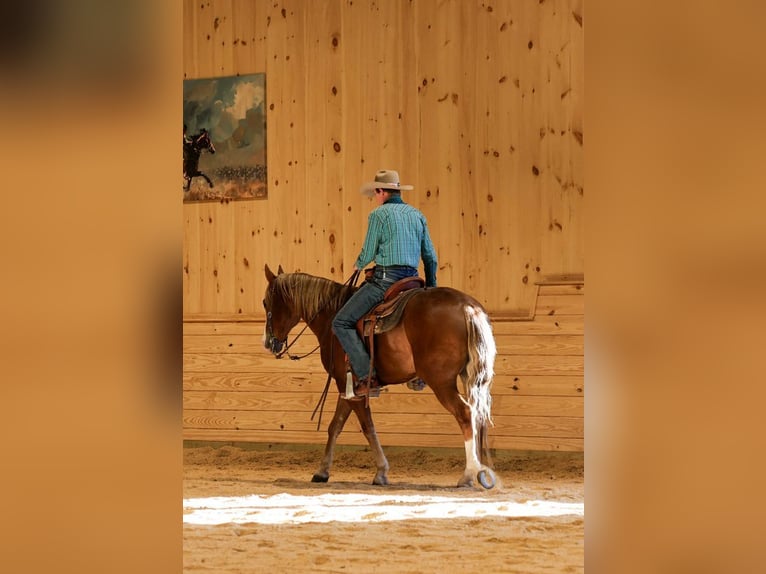 American Quarter Horse Gelding 14 years 15,1 hh Sorrel in Needmore
