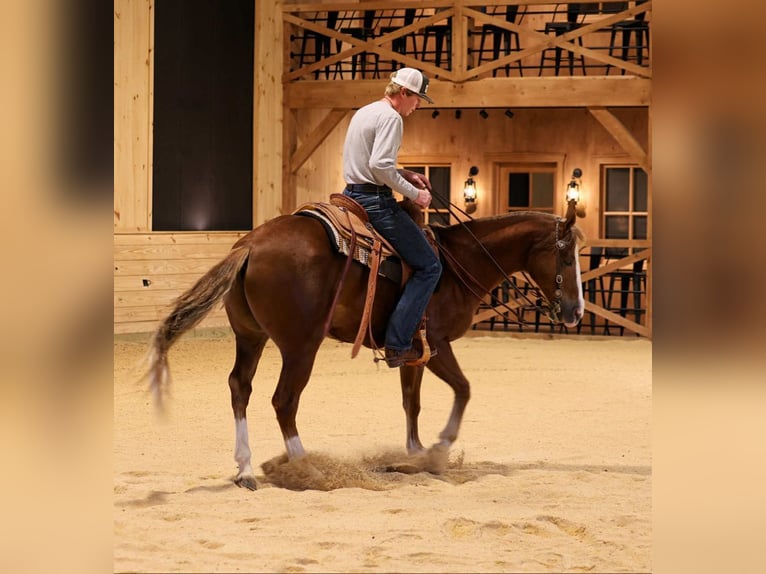 American Quarter Horse Gelding 14 years 15,1 hh Sorrel in Needmore