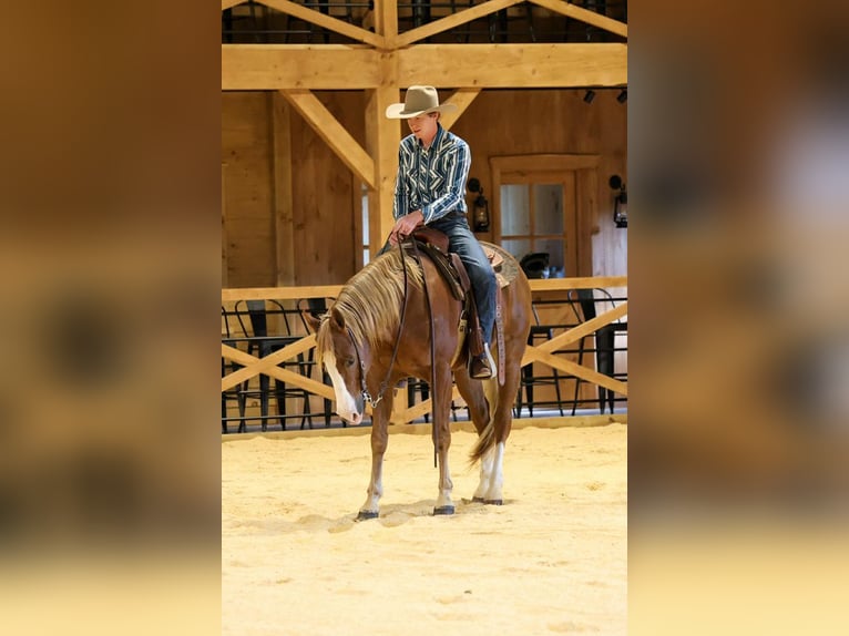 American Quarter Horse Gelding 14 years 15,1 hh Sorrel in Needmore