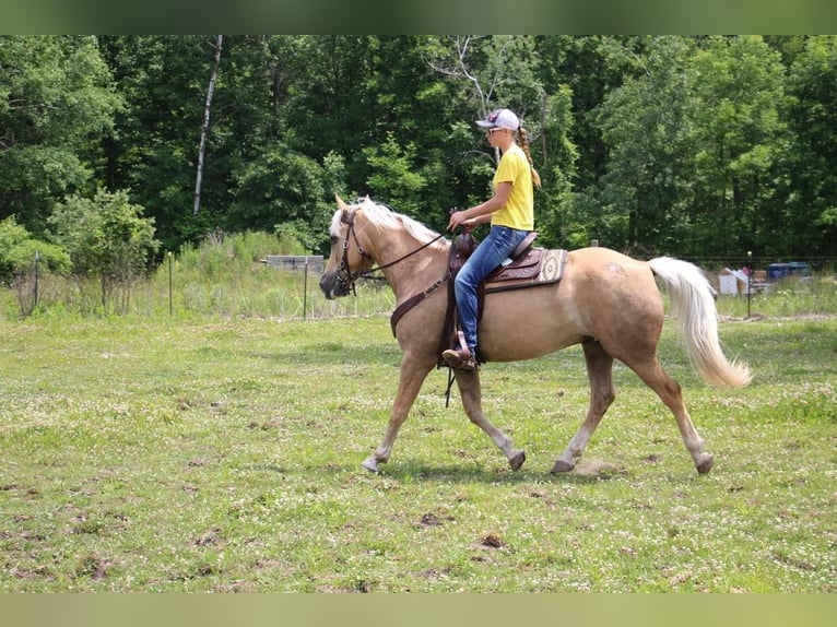 American Quarter Horse Gelding 14 years 15,2 hh Palomino in Highland MI