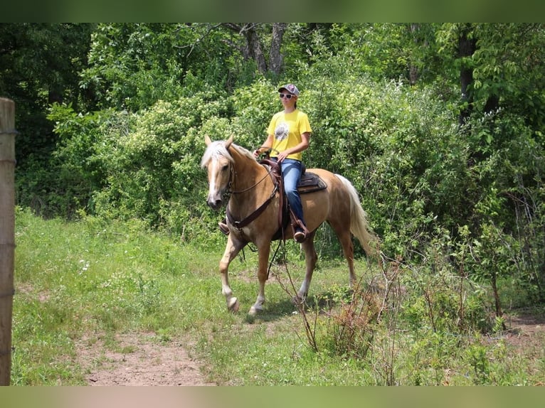 American Quarter Horse Gelding 14 years 15,2 hh Palomino in Highland MI