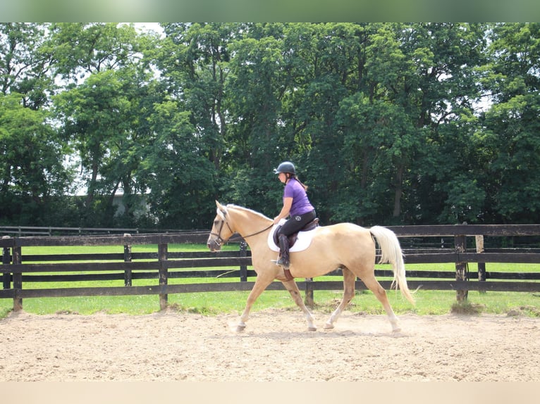 American Quarter Horse Gelding 14 years 15,2 hh Palomino in Highland MI
