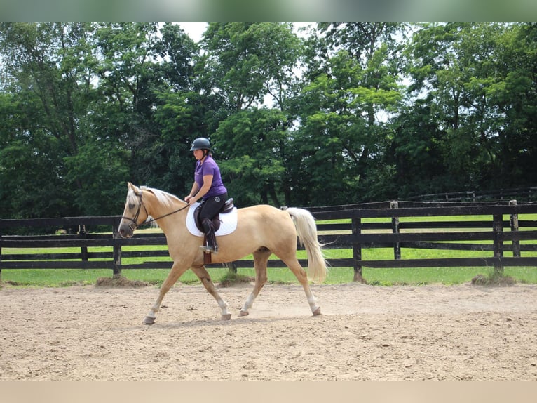 American Quarter Horse Gelding 14 years 15,2 hh Palomino in Highland MI
