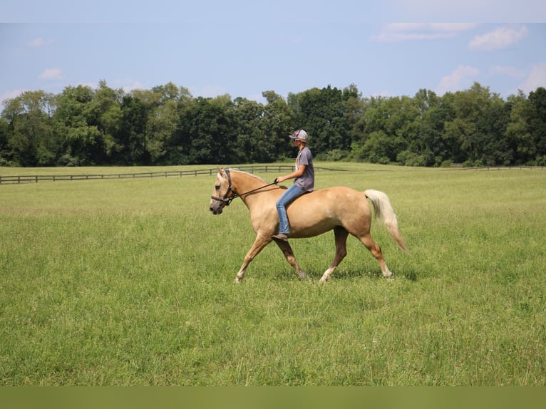 American Quarter Horse Gelding 14 years 15,2 hh Palomino in Highland MI