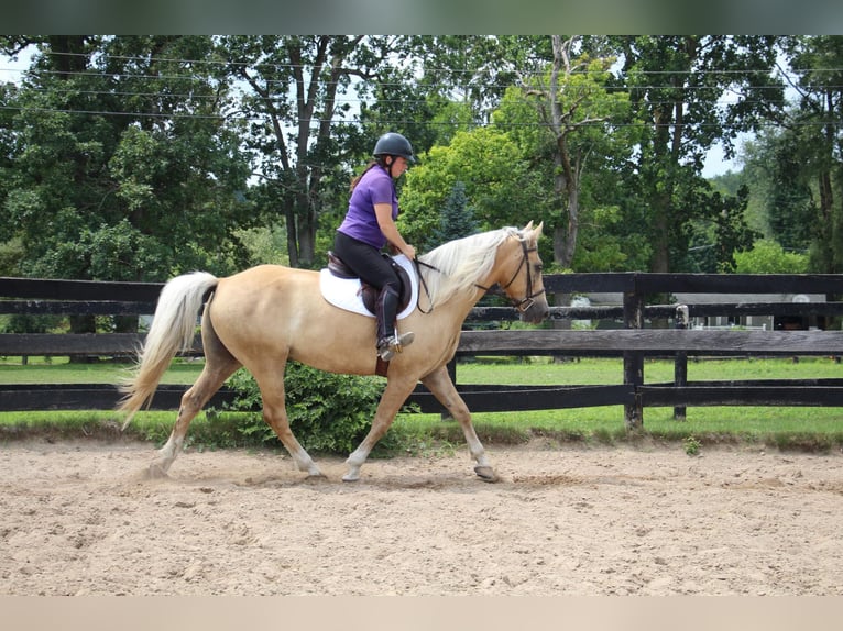 American Quarter Horse Gelding 14 years 15,2 hh Palomino in Highland MI