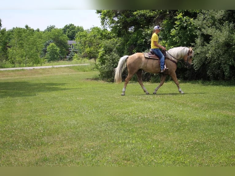 American Quarter Horse Gelding 14 years 15,2 hh Palomino in Highland MI