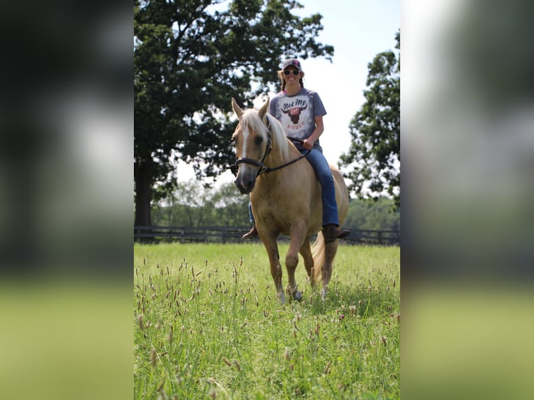 American Quarter Horse Gelding 14 years 15,2 hh Palomino in Highland MI