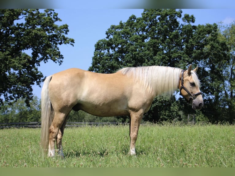 American Quarter Horse Gelding 14 years 15,2 hh Palomino in Highland MI