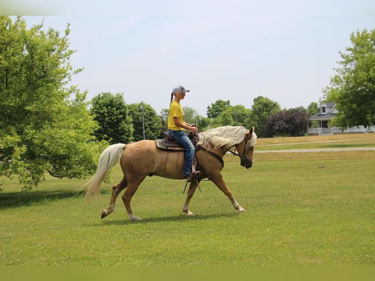 American Quarter Horse Gelding 14 years 15,2 hh Palomino in Highland MI