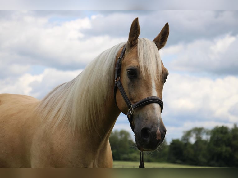 American Quarter Horse Gelding 14 years 15,2 hh Palomino in Highland MI