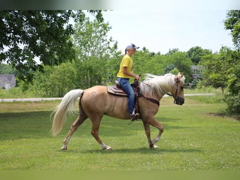 American Quarter Horse Gelding 14 years 15,2 hh Palomino in Highland MI