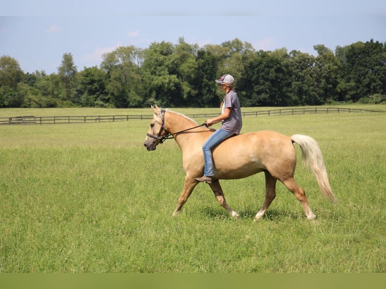 American Quarter Horse Gelding 14 years 15,2 hh Palomino in Highland MI