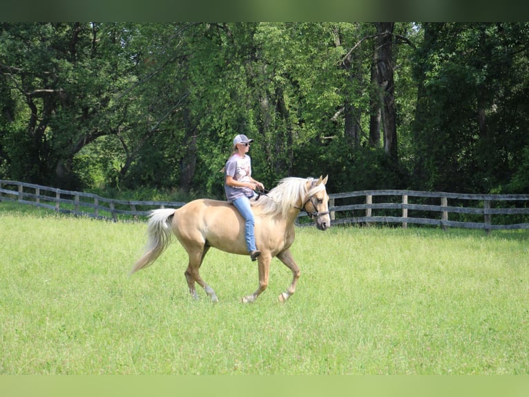 American Quarter Horse Gelding 14 years 15,2 hh Palomino in Highland MI