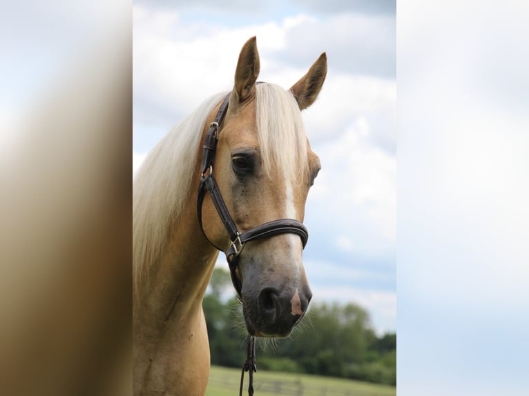 American Quarter Horse Gelding 14 years 15,2 hh Palomino in Highland MI