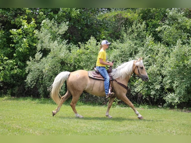 American Quarter Horse Gelding 14 years 15,2 hh Palomino in Highland MI